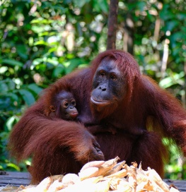 Orangutan with baby